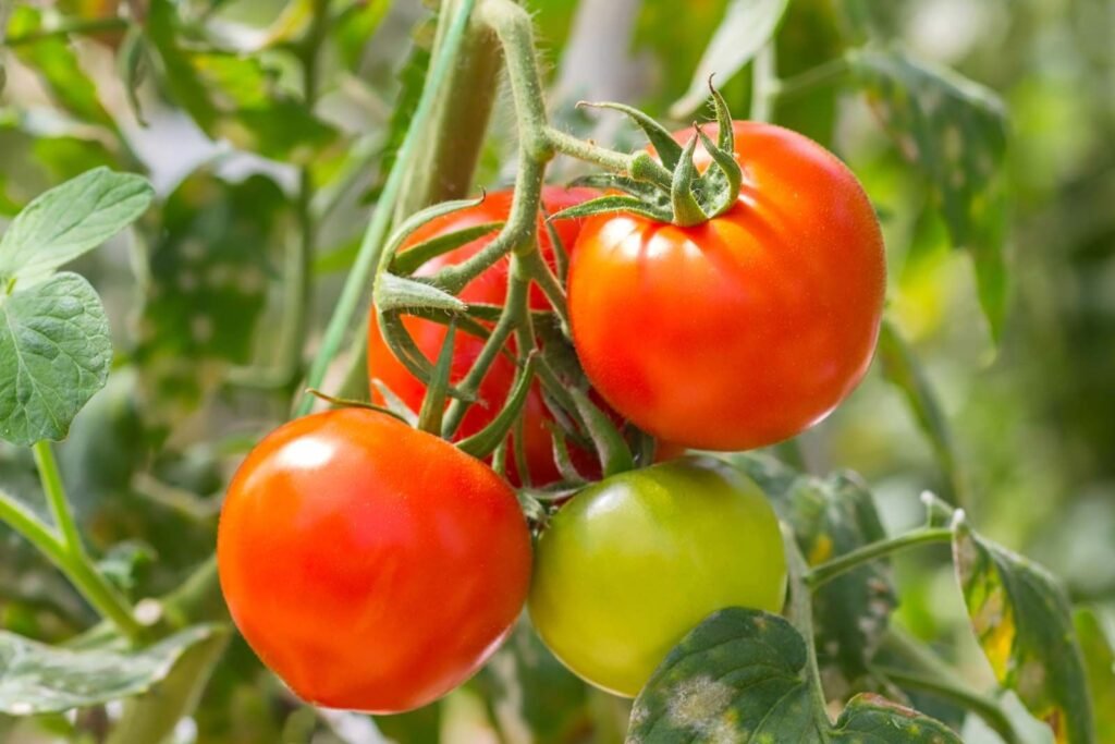 tomatoes