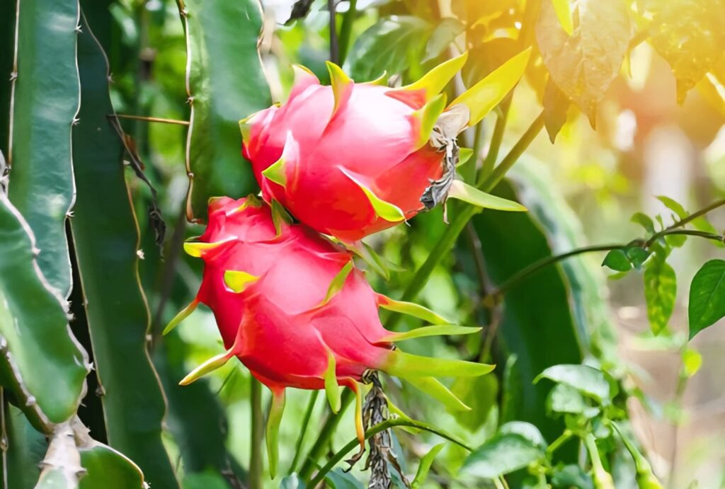 whatsapp image 2025 11 11 at 12.08.28 pm